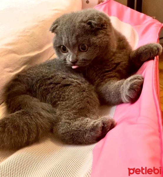 Scottish Fold, Kedi  Oscar fotoğrafı