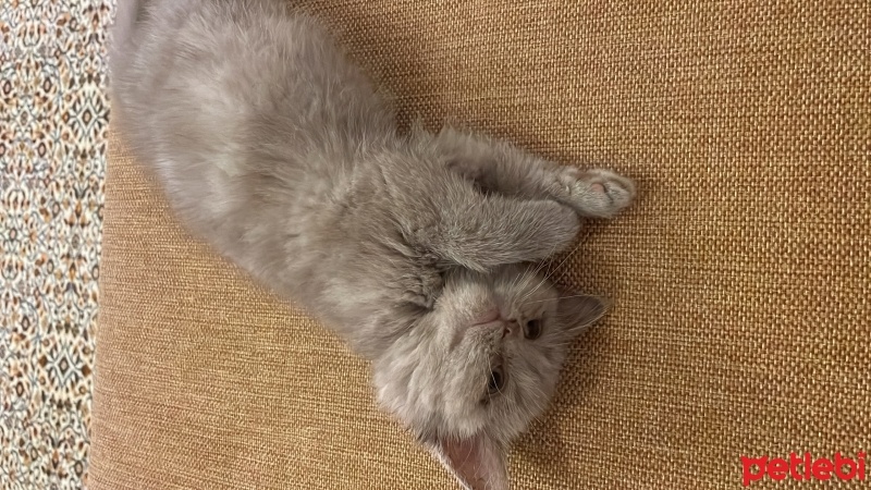 British Shorthair, Kedi  EVA fotoğrafı