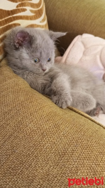 British Shorthair, Kedi  EVA fotoğrafı