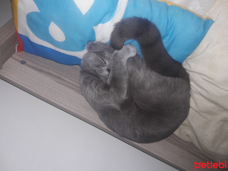 British Shorthair, Kedi  Şini fotoğrafı