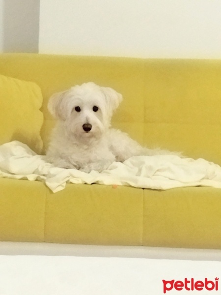 Maltese, Köpek  Köpük fotoğrafı