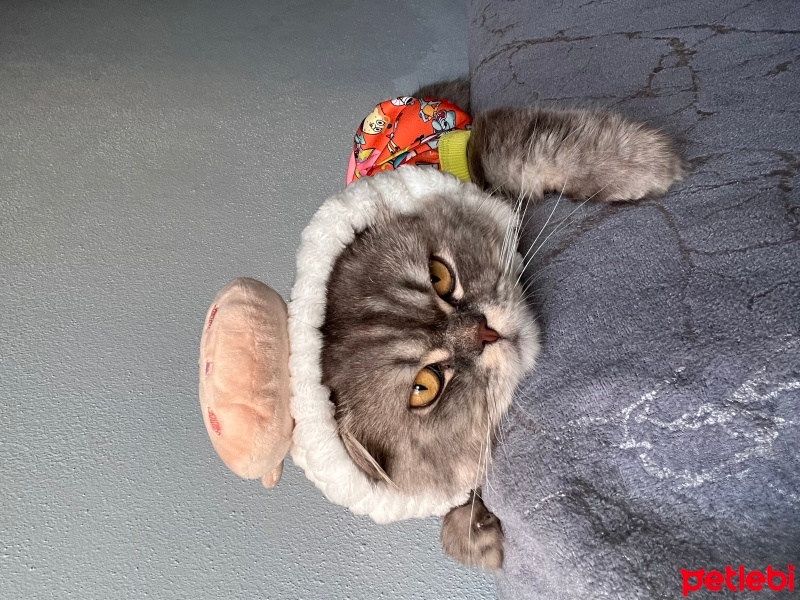 Chinchilla, Kedi  Duman fotoğrafı