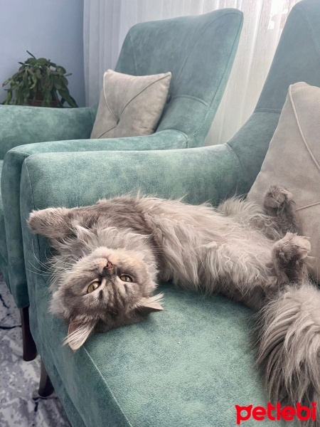 Chinchilla, Kedi  Duman fotoğrafı
