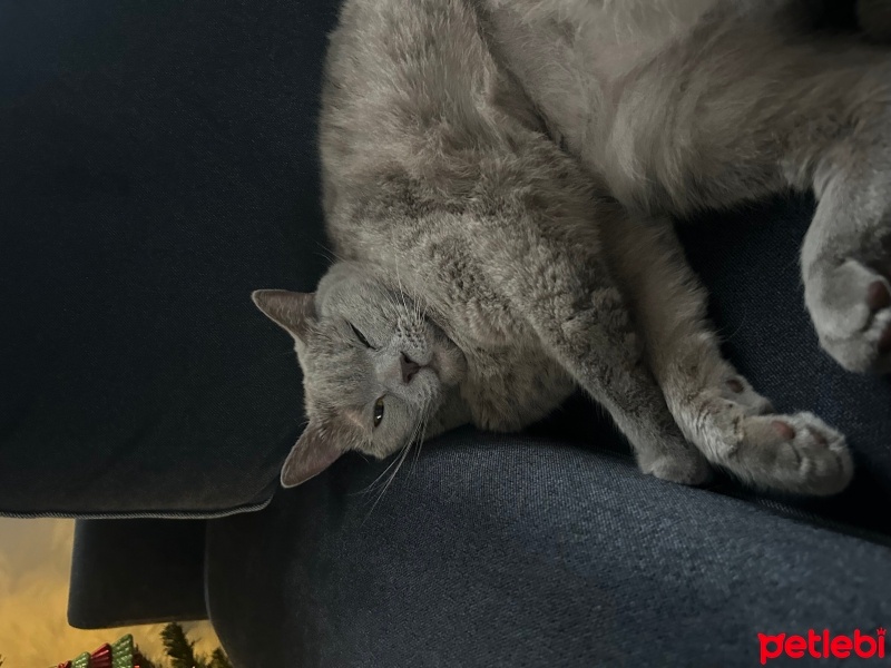 British Shorthair, Kedi  Luna fotoğrafı