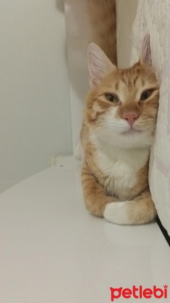 Sarman, Kedi  Çitos fotoğrafı