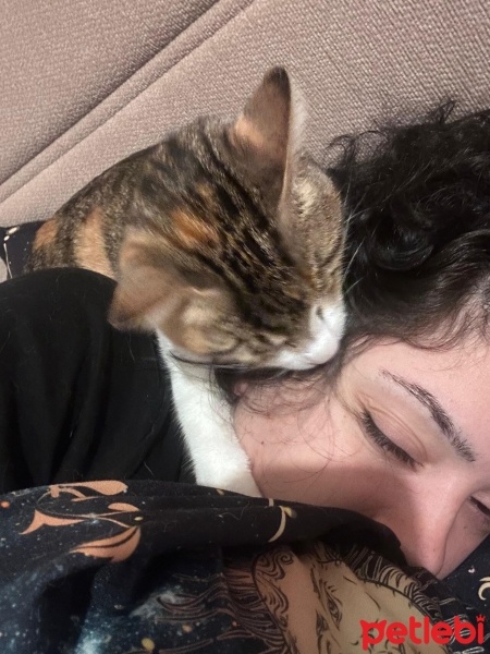 Tekir Kedi, Kedi  Caramel fotoğrafı