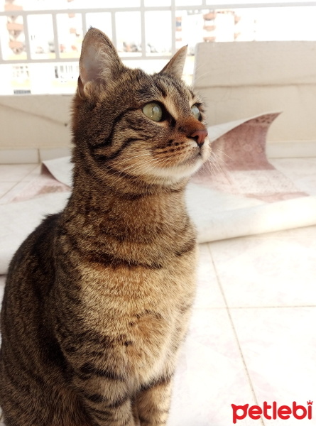 Tekir Kedi, Kedi  Cindy fotoğrafı