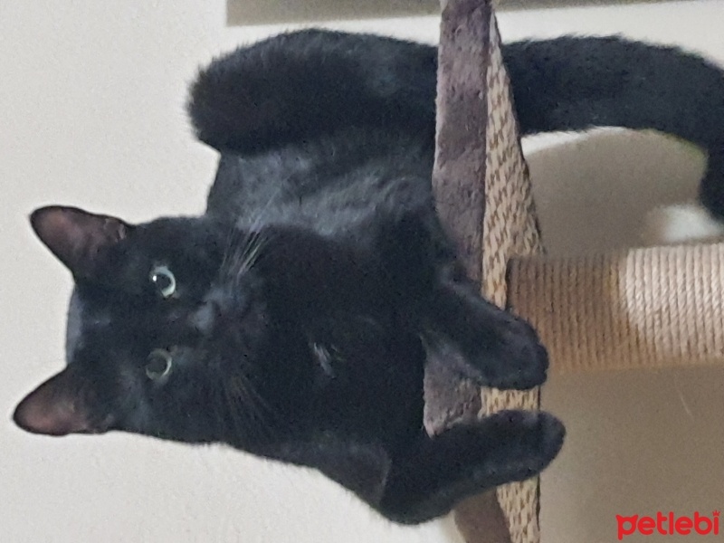 Bombay, Kedi  ZEYTİN fotoğrafı
