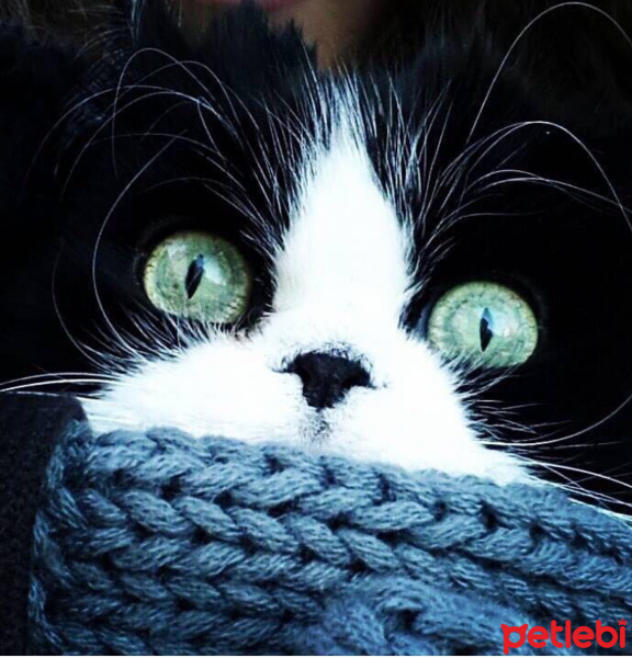 Tuxedo (Smokin) Kedi, Kedi  Blacky fotoğrafı