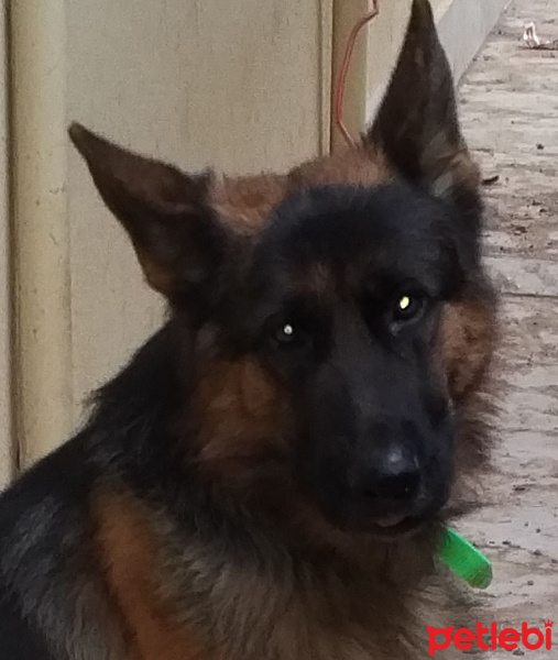 Alman Çoban Köpeği, Köpek  Tobi fotoğrafı