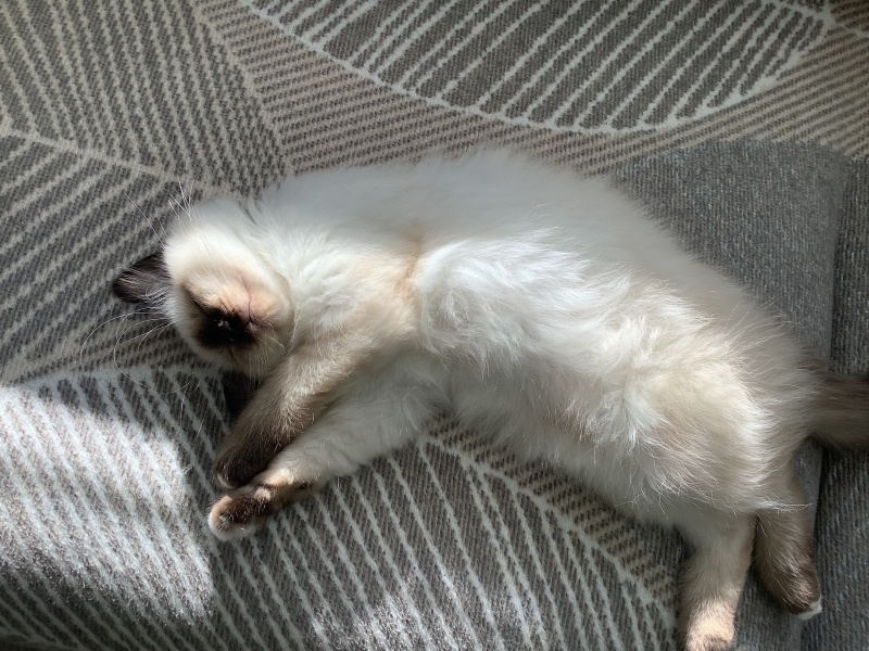 Birman, Kedi  Karlos fotoğrafı