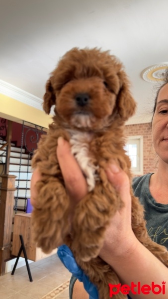 Poodle(Standart Kaniş), Köpek  PABLO fotoğrafı