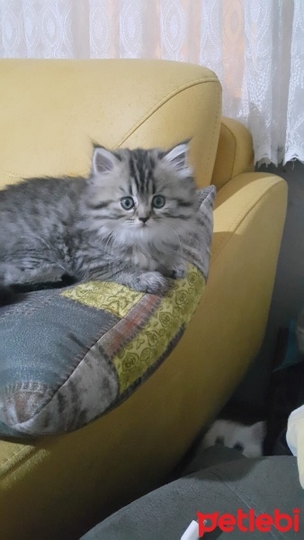 British Longhair, Kedi  lavi fotoğrafı