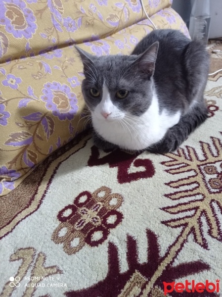 Scottish Fold, Kedi  Duman fotoğrafı