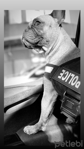 Fransız Bulldog, Köpek  Tarçın fotoğrafı
