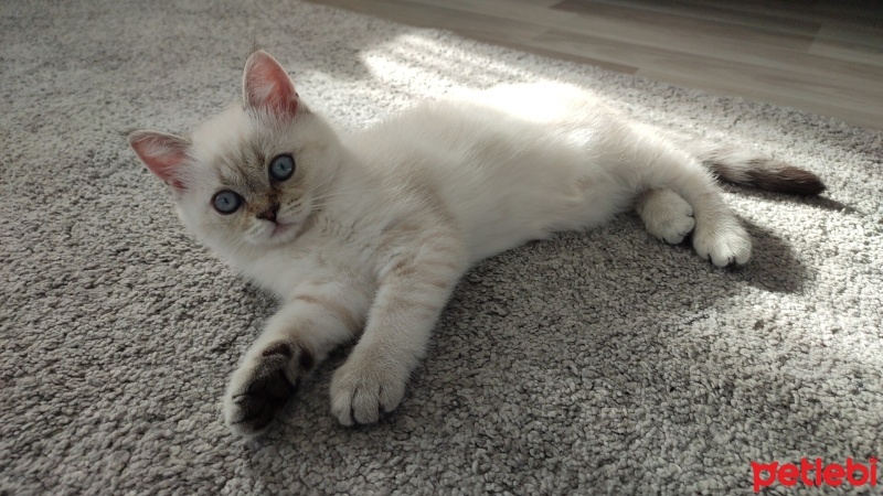 British Shorthair, Kedi  Latte fotoğrafı