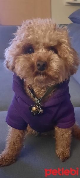 Poodle (Minyatür Kaniş), Köpek  Molly fotoğrafı