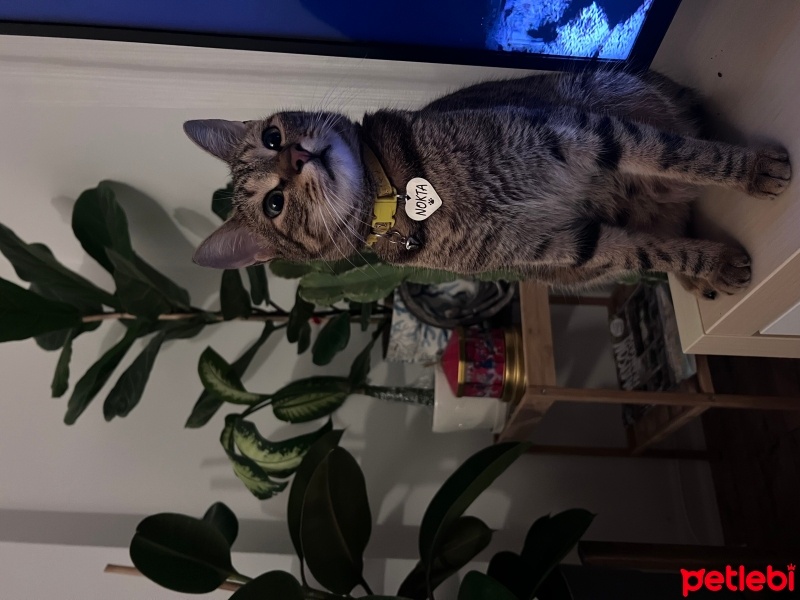 Tekir Kedi, Kedi  Nokta fotoğrafı