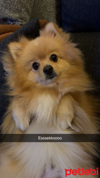 Pomeranyalı, Köpek  Kenzo fotoğrafı