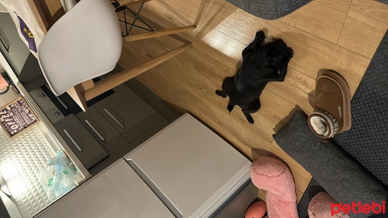Pug, Köpek  Cookie fotoğrafı