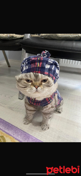 British Longhair, Kedi  Mia fotoğrafı