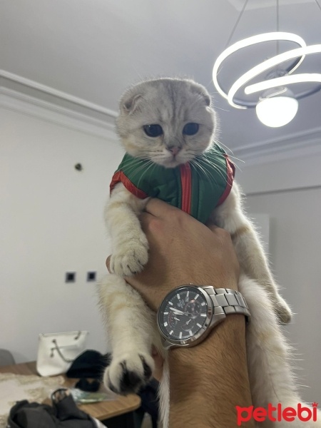 Scottish Fold, Kedi  Şeker fotoğrafı
