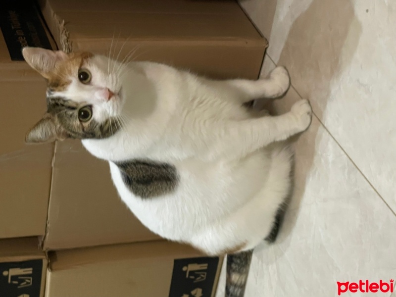 Sarman, Kedi  ŞUKUFE fotoğrafı