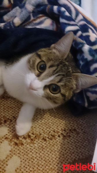 Tekir Kedi, Kedi  Bade  fotoğrafı