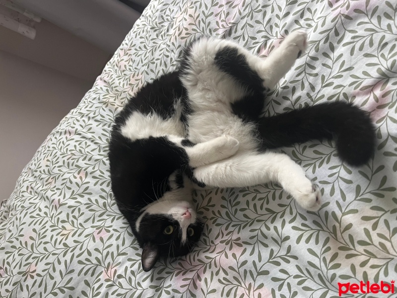 Tuxedo (Smokin) Kedi, Kedi  Bade fotoğrafı