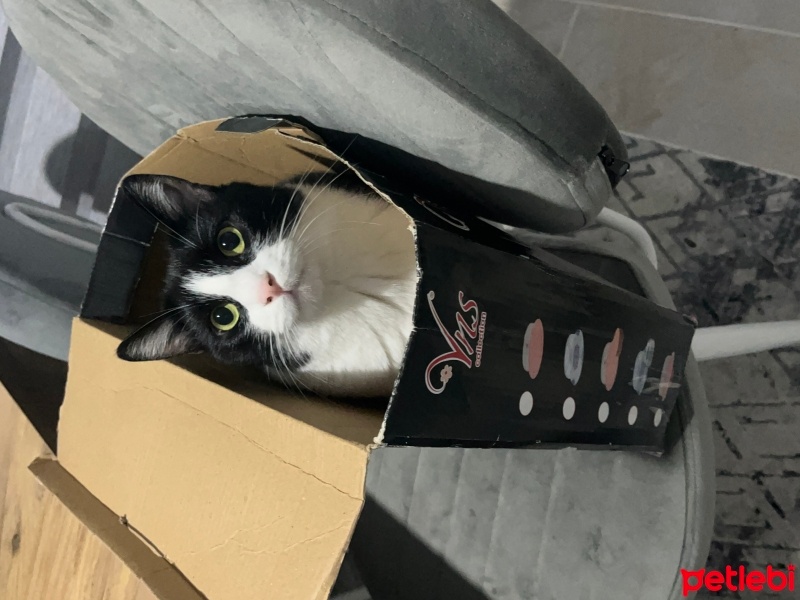 Tuxedo (Smokin) Kedi, Kedi  Bade fotoğrafı