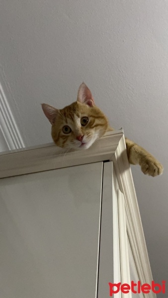 Sarman, Kedi  LOKUŞ fotoğrafı
