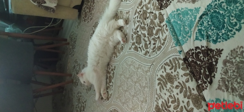 Van Kedisi, Kedi  Yuumi fotoğrafı