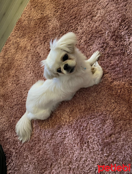 Pekingese, Köpek  Tina fotoğrafı