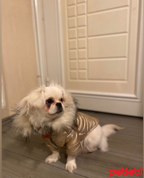 Pekingese, Köpek  Tina fotoğrafı