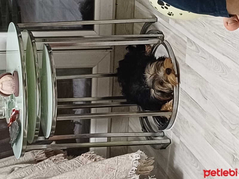 Yorkshire Terrier, Köpek  Odin fotoğrafı