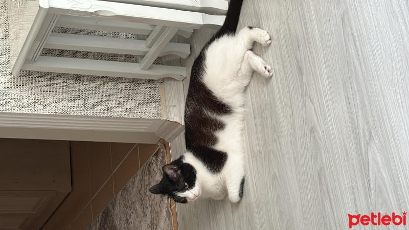 Tuxedo (Smokin) Kedi, Kedi  Şirin fotoğrafı