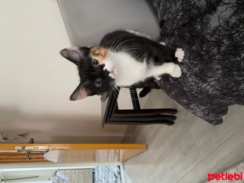 Sarman, Kedi  Zeytin fotoğrafı