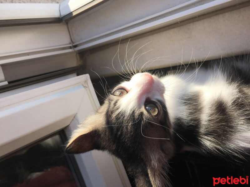 Tuxedo (Smokin) Kedi, Kedi  Luna fotoğrafı