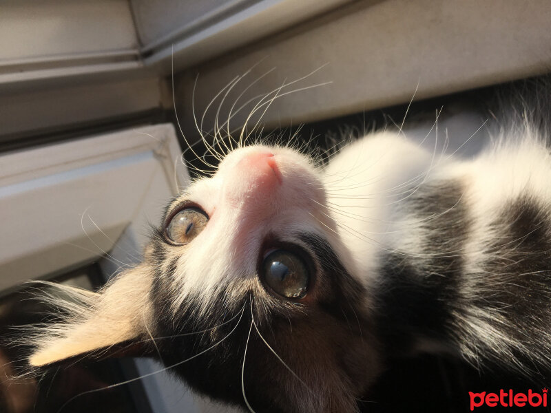 Tuxedo (Smokin) Kedi, Kedi  Luna fotoğrafı