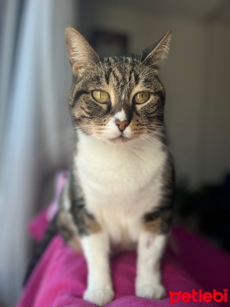 Tekir Kedi, Kedi  Kiraz fotoğrafı
