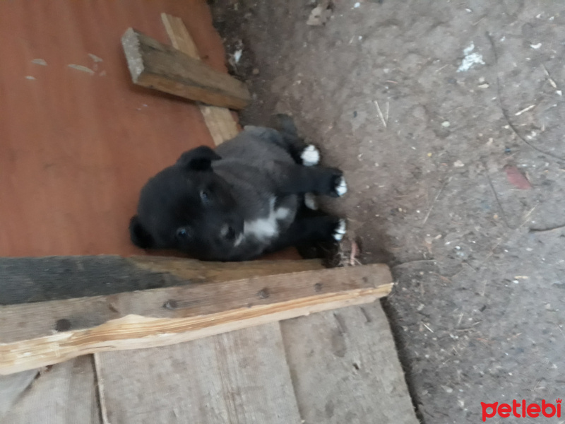 Dalmatian, Köpek  Cooike  fotoğrafı