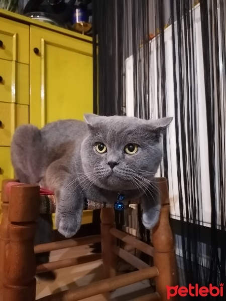 British Shorthair, Kedi  Markus fotoğrafı