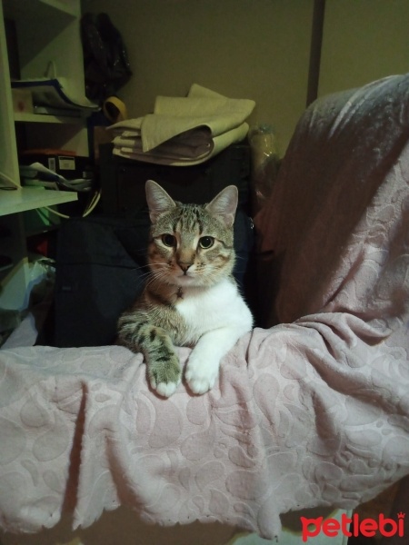 Tekir Kedi, Kedi  Ares fotoğrafı