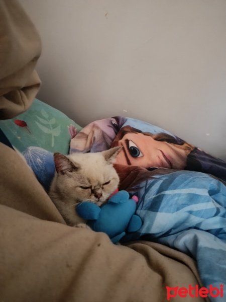Exotic Shorthair, Kedi  Pamuk fotoğrafı