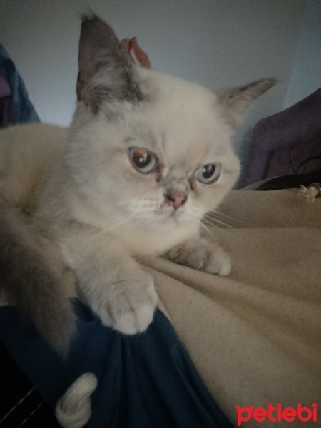 Exotic Shorthair, Kedi  Pamuk fotoğrafı