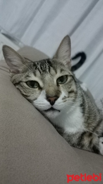 Tekir Kedi, Kedi  Puma fotoğrafı