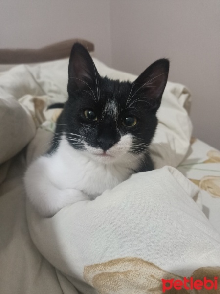Tuxedo (Smokin) Kedi, Kedi  Pamuk fotoğrafı