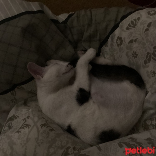 Tekir Kedi, Kedi  Sakura fotoğrafı