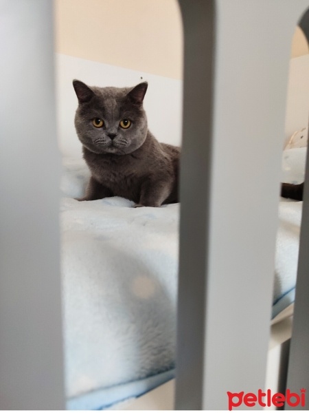 British Shorthair, Kedi  Duman fotoğrafı