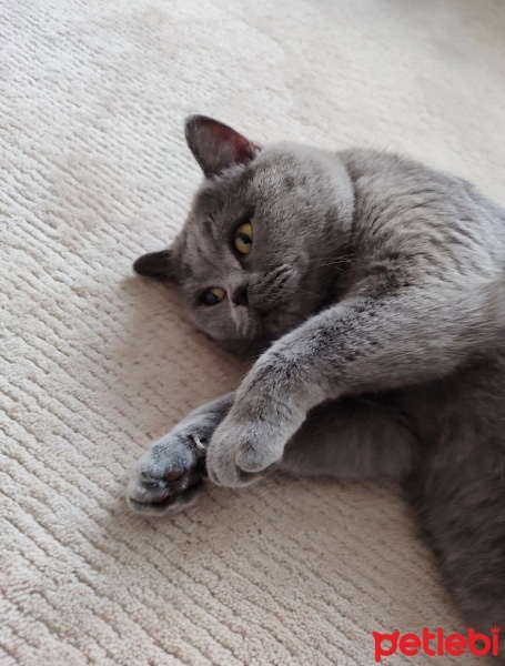British Shorthair, Kedi  Duman fotoğrafı